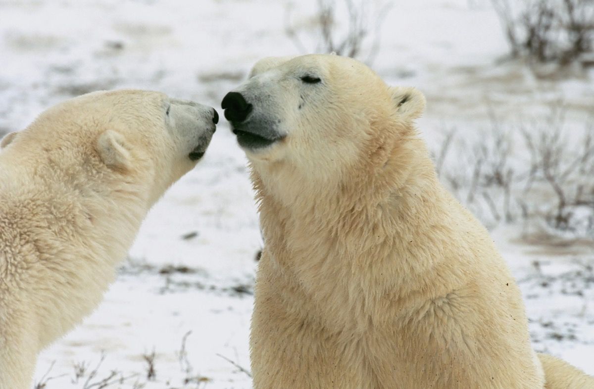 15 невероятни факти за полярните мечки