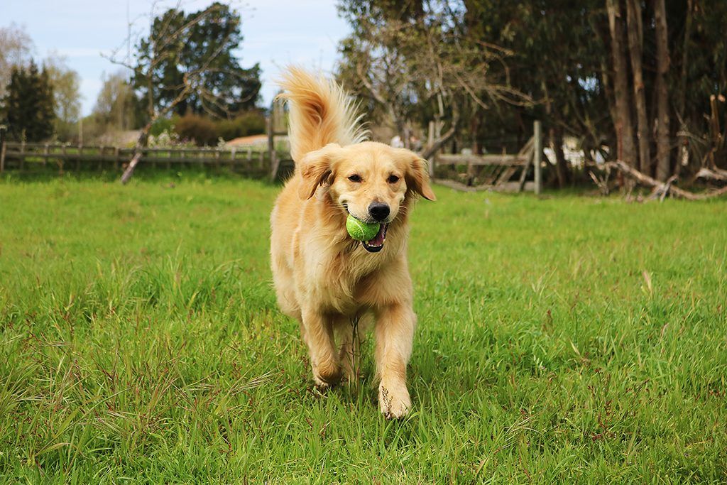 pes s teniško žogo