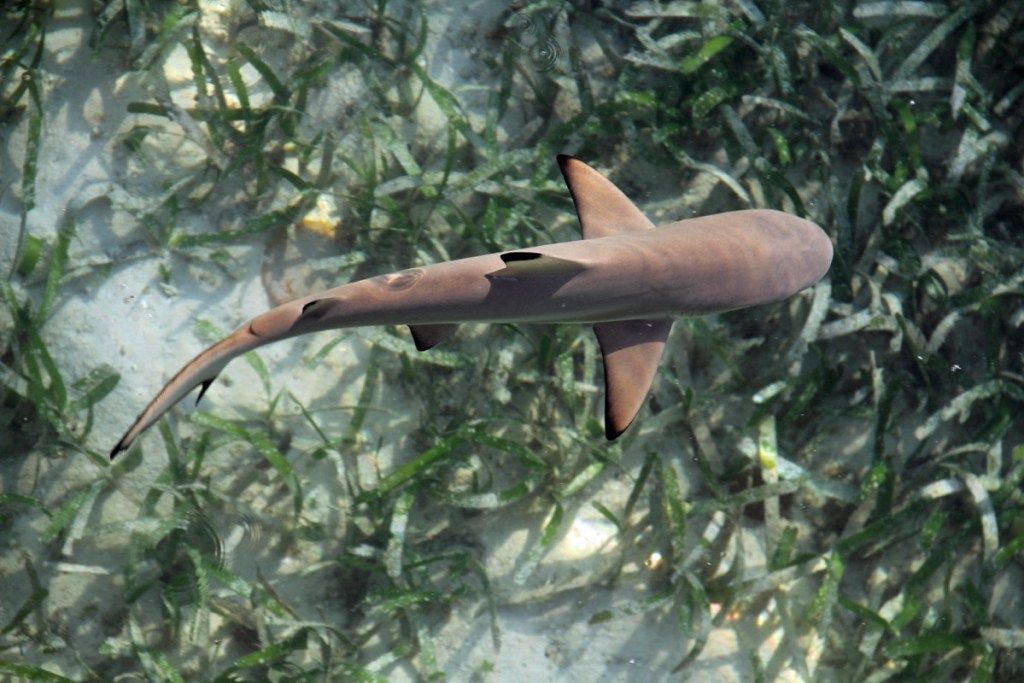 mazuļu haizivis, kas peld pāri augiem
