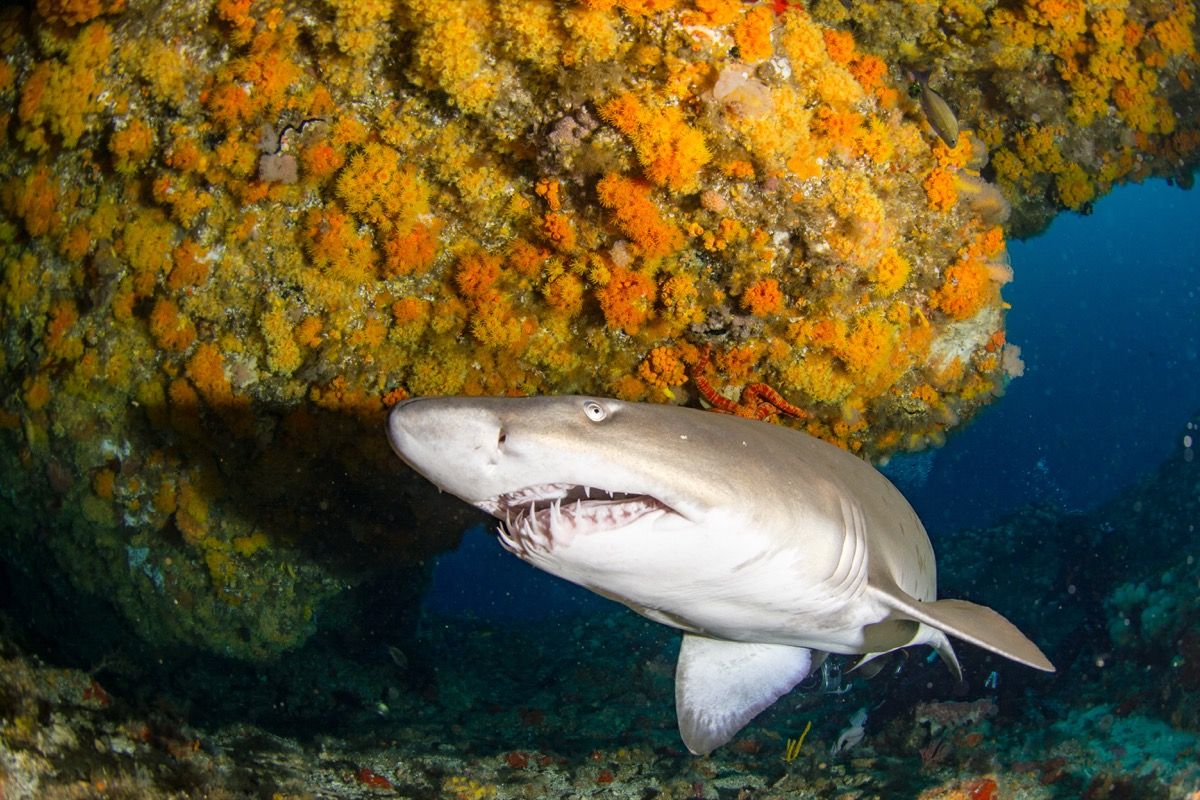 plavanje peščenega tigrastega morskega psa