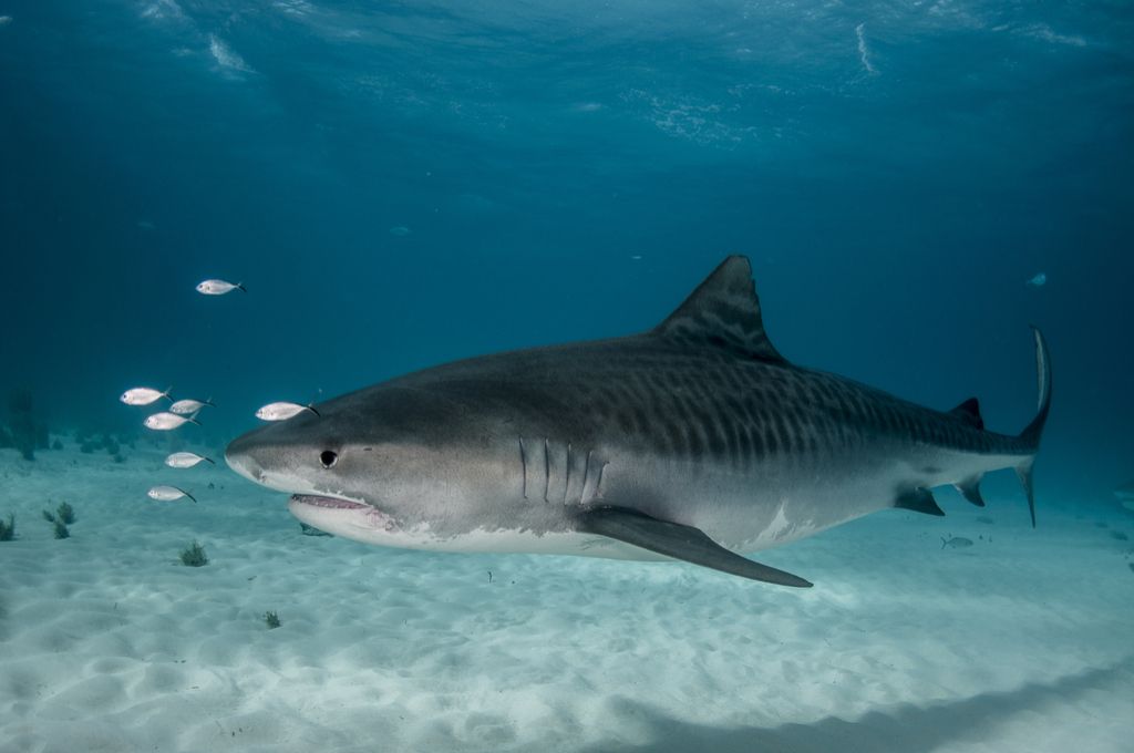 Атака на тигрова акула