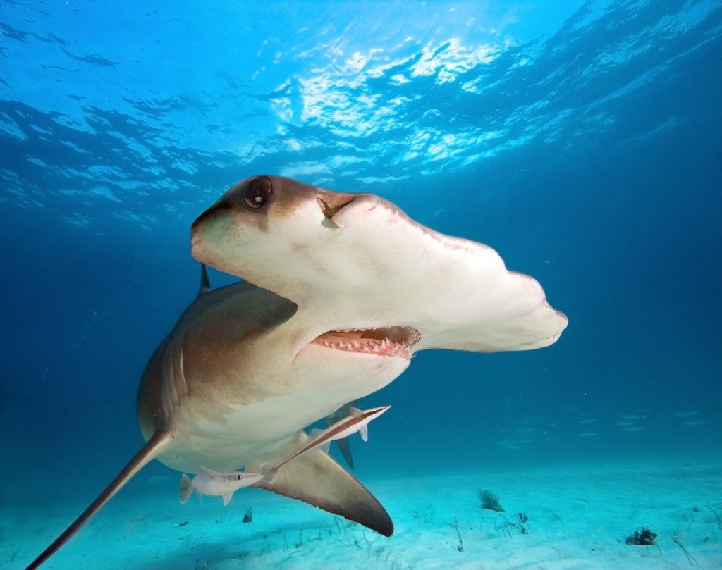 hammerhead shark, hain valokuvat