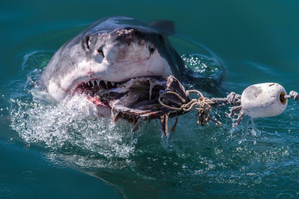 једење ајкула