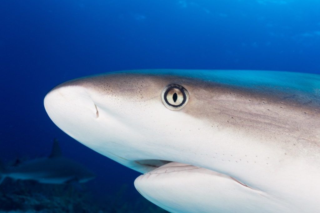 olho de tubarão
