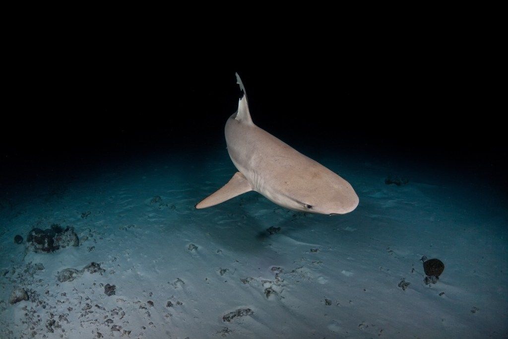 акула ночью