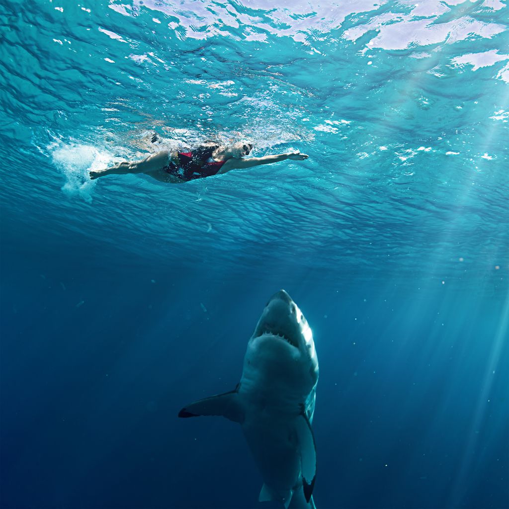 Nuotatore di attacco di squalo
