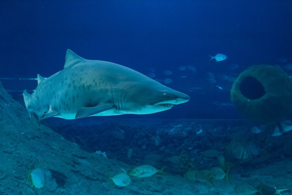 dişlek köpekbalığı