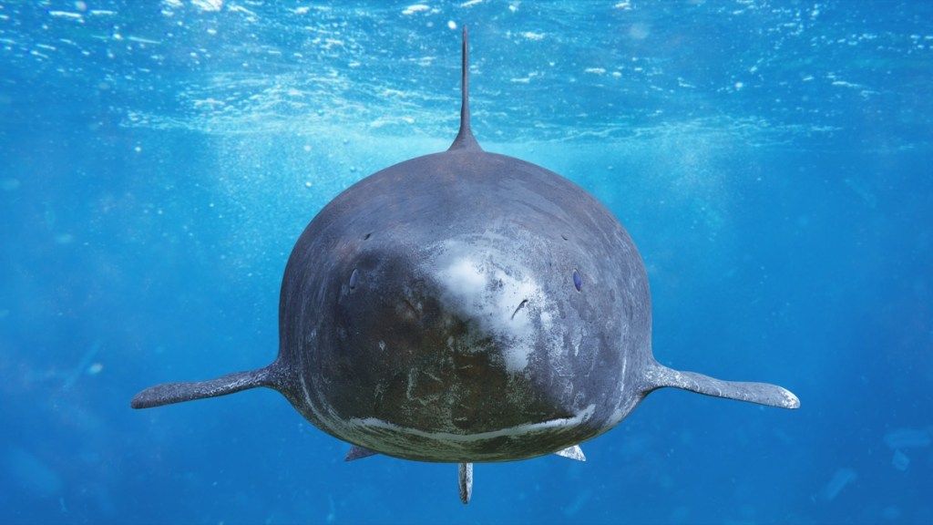 ग्रीन्डलैंड शार्क