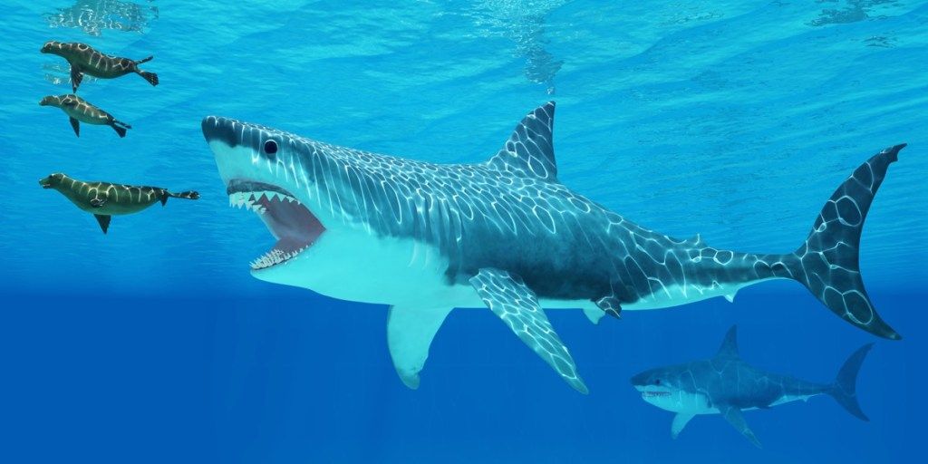 55 hechos asombrosos sobre los tiburones