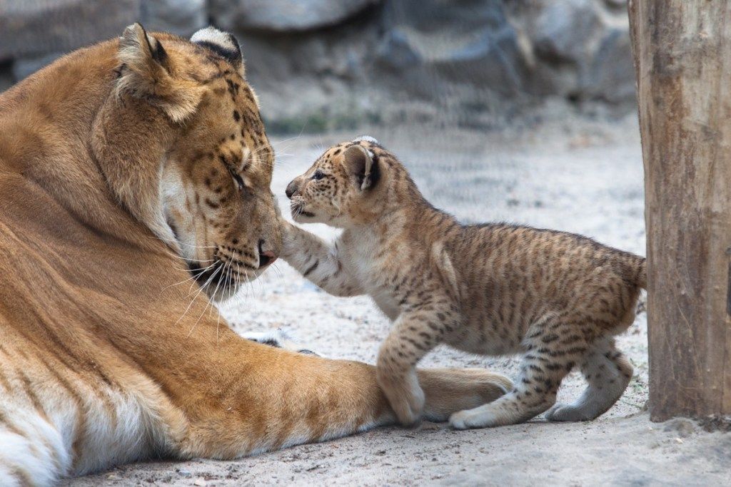 अपनी मां के साथ खेलता छोटा शेर - छवि