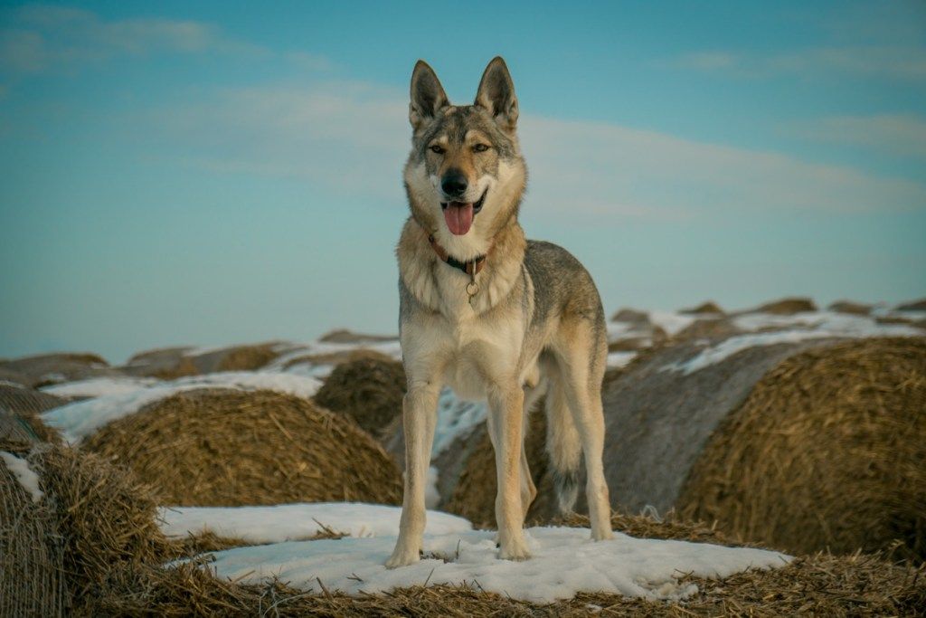 चेकोस्लोवाकियन भेड़िया कुत्ता मॉडल - छवि