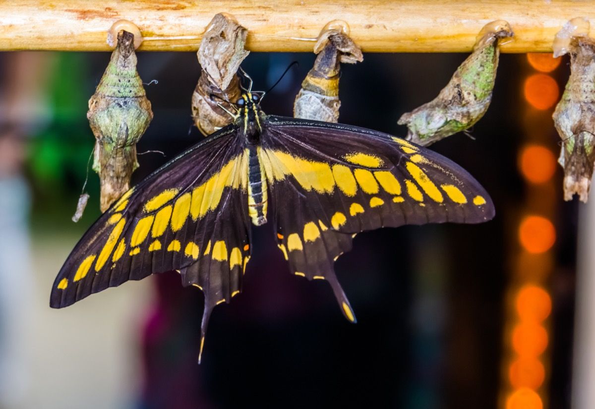 orugas colgando en metamorfosis con una mariposa