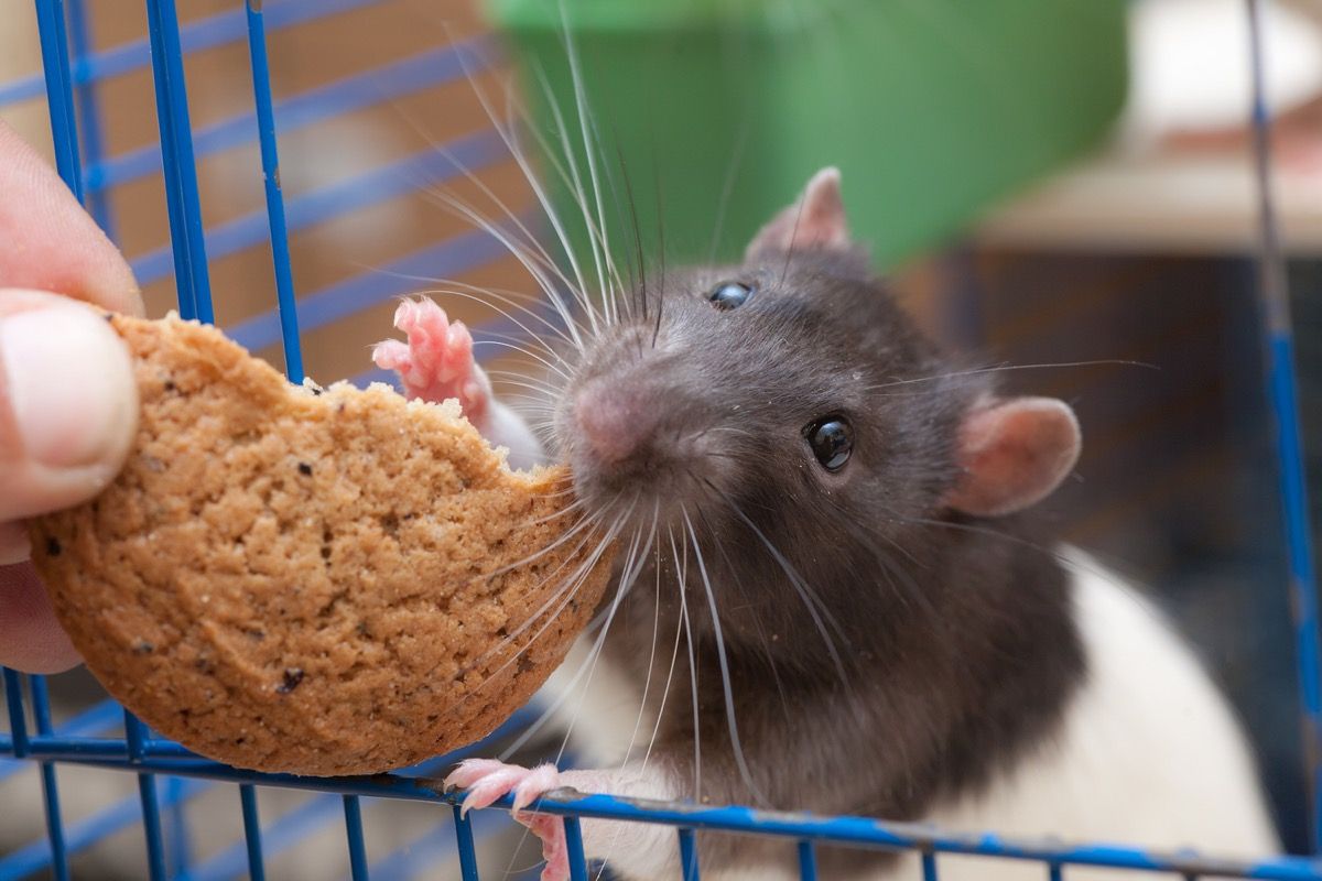 Rata doméstica en una jaula comiendo galletas