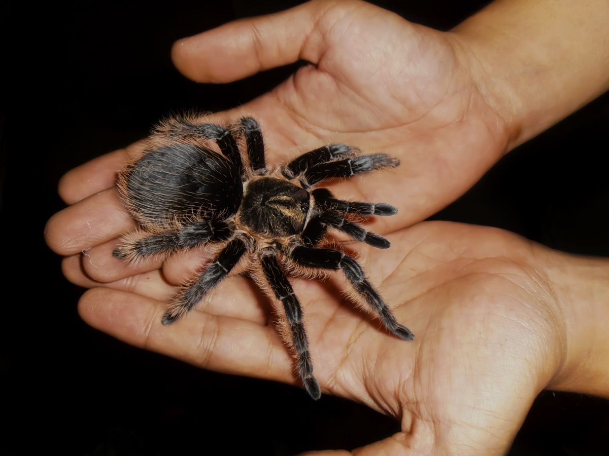Suuri kaunis naaras tarantula-hämähäkki indeksoi käsissä.