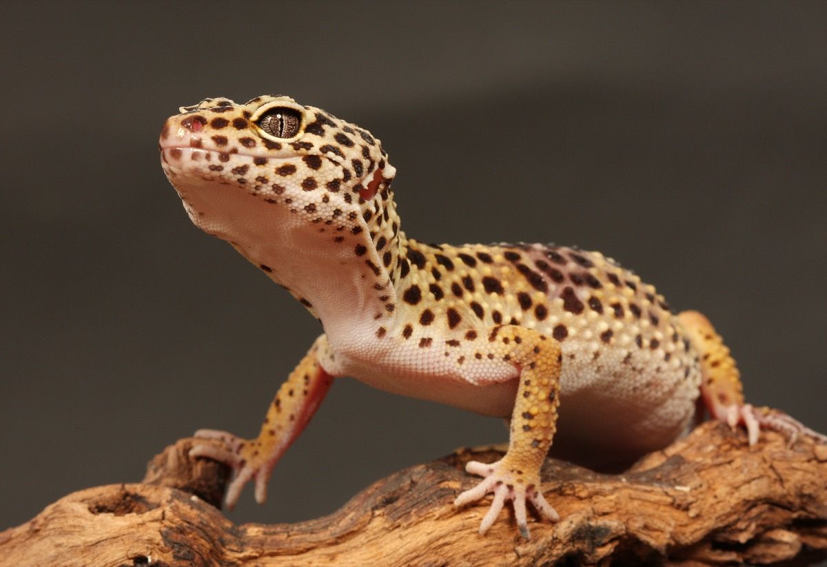 gecko leopardo en una rama