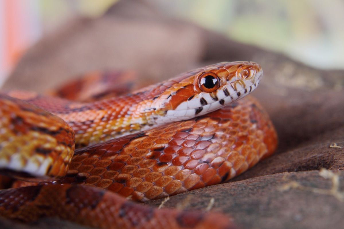 портрет на красива царевична змия
