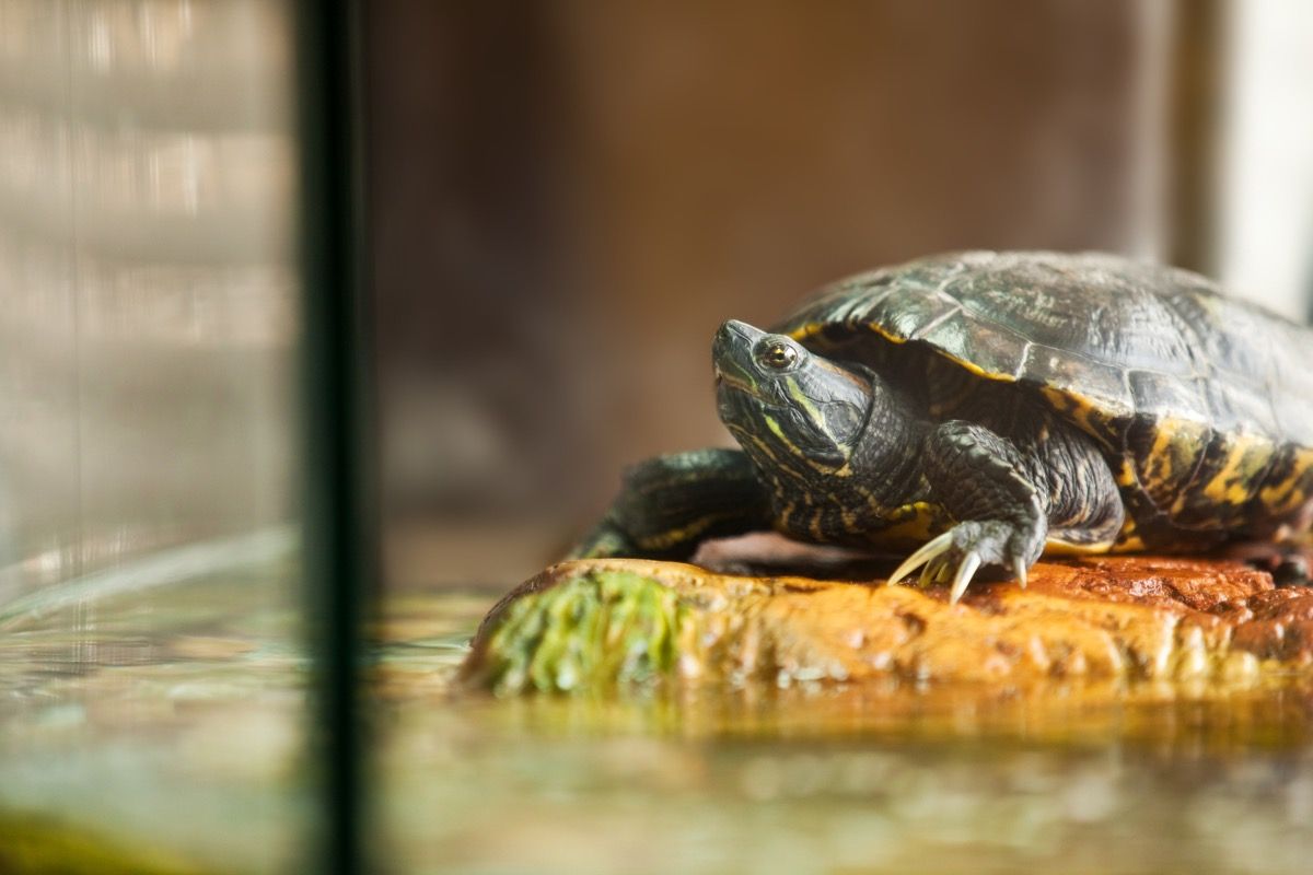 Cerca de una tortuga deslizante de orejas rojas relajándose en una roca de su acuario.