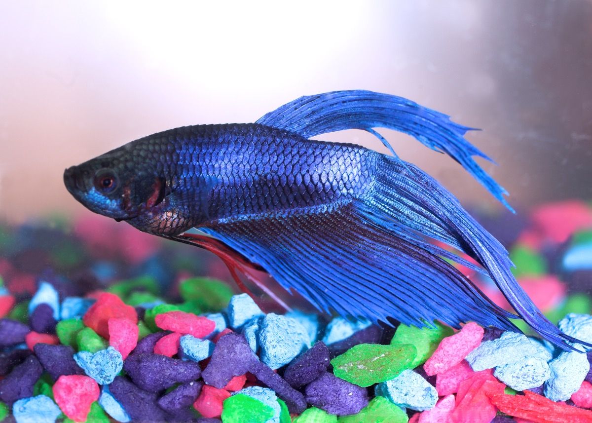 mėlynos spalvos bettos žuvys (taip pat žinomos kaip siamo kovos žuvys), plaukiančios virš spalvingo akvariumo žvyro