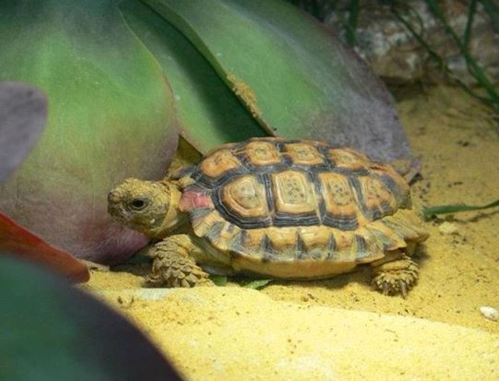 Pegata padloperska kornjača Najmanje životinje