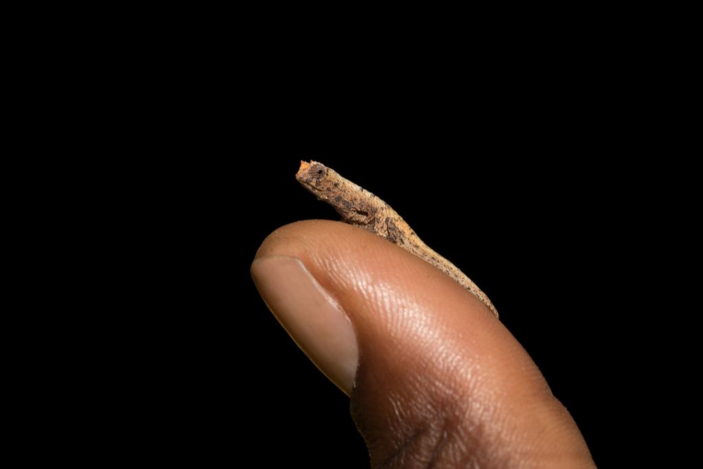Brookesia Micra Chameleon בעלי החיים הקטנים ביותר