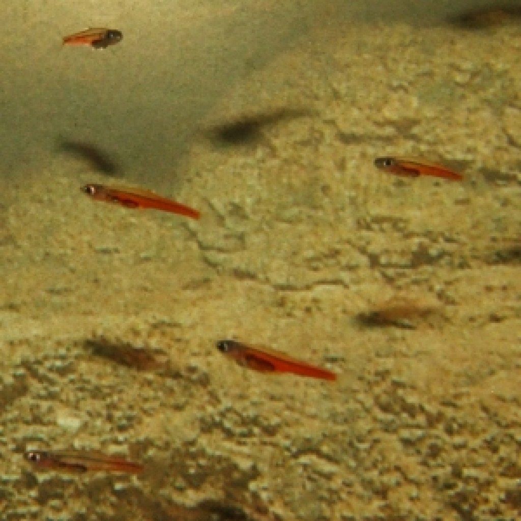 Paedocypris Ribe Najmanje životinje
