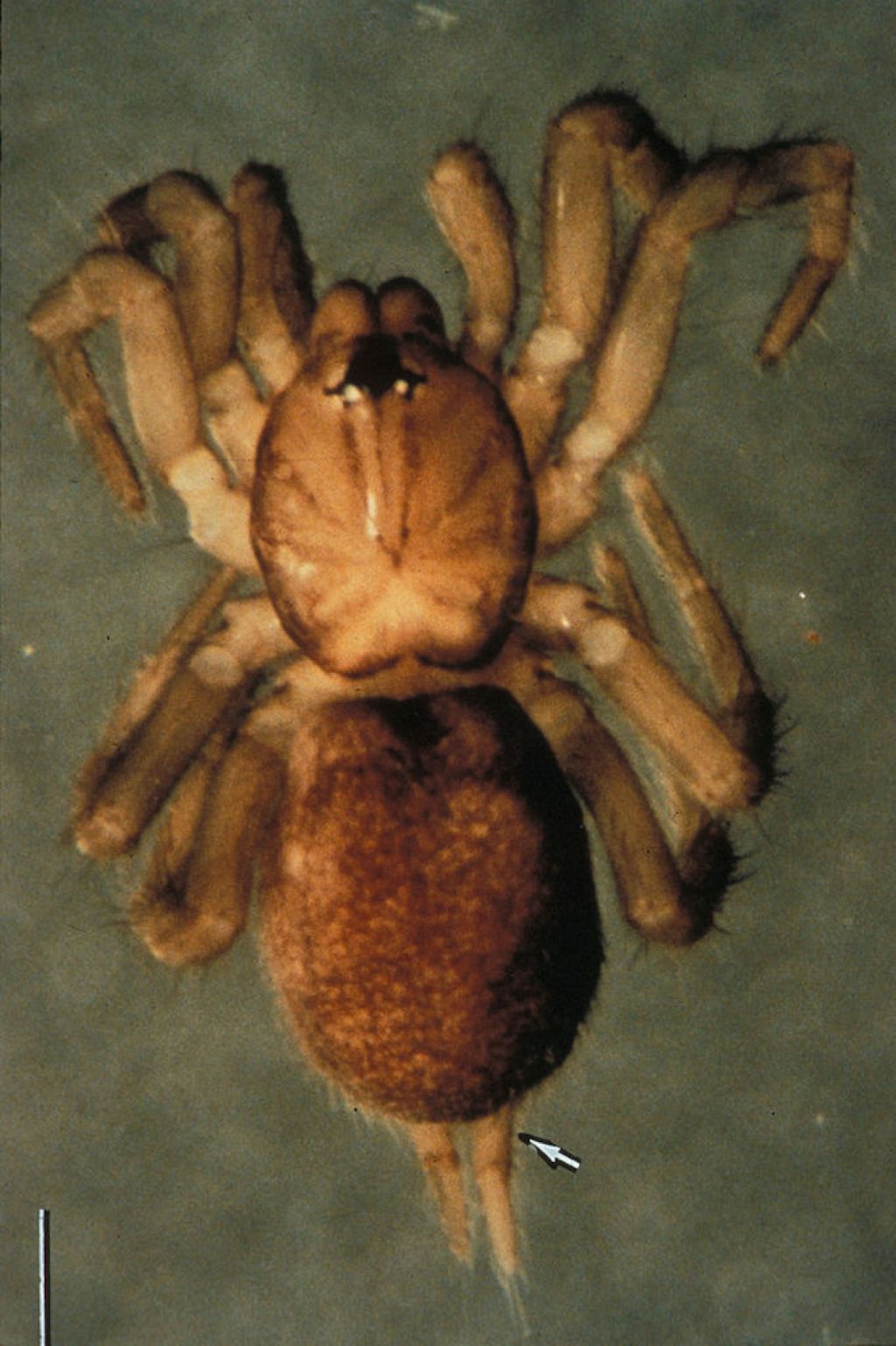 Najmanje životinje Samoan Moss Spider