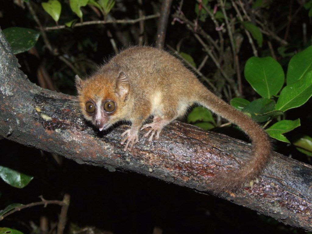 Pigmeji miš Lemur Najmanje životinje