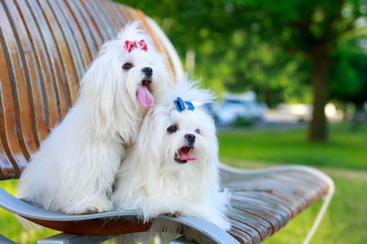 zwei maltesische Hunde auf einer Bank