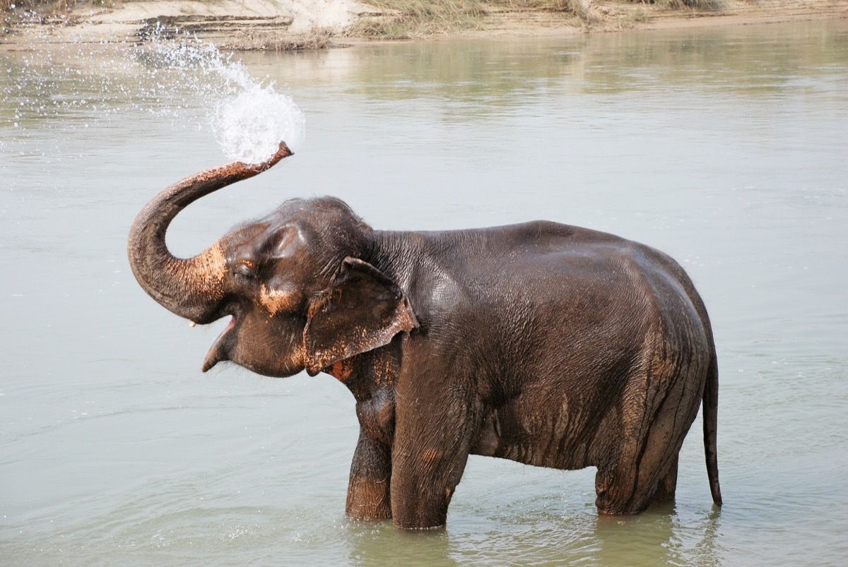 जंगली हाथी हाथी चुटकुले