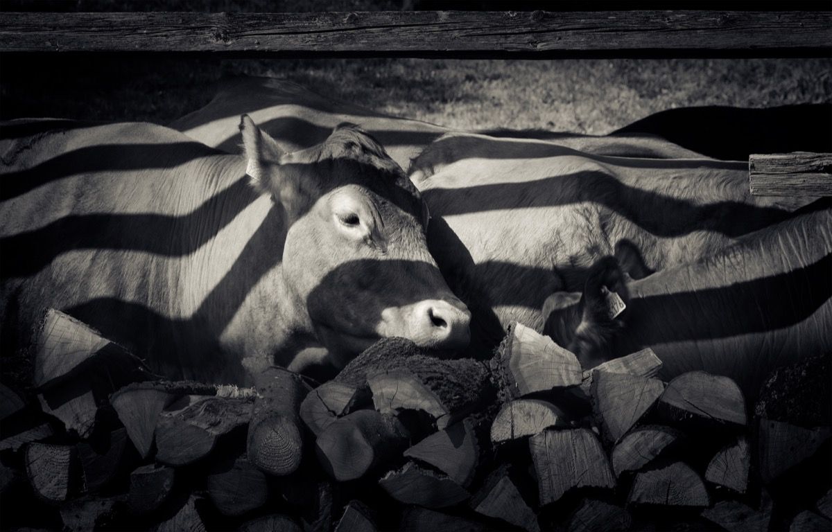 Karvė nudažyta zebro juostelėmis