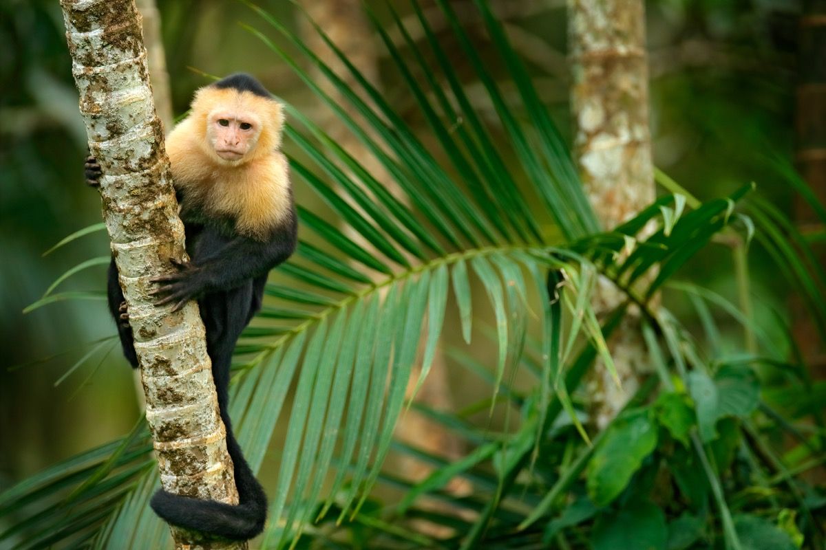 کیپوچن بندر