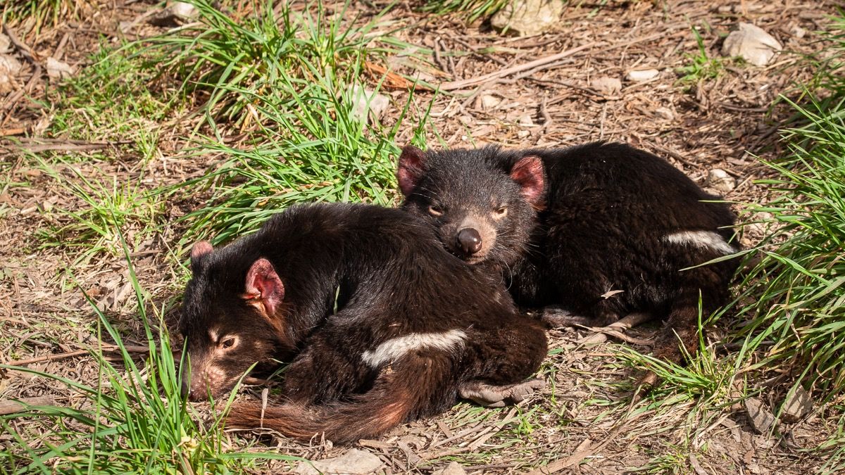 Bebé demonios de tasmania caricias