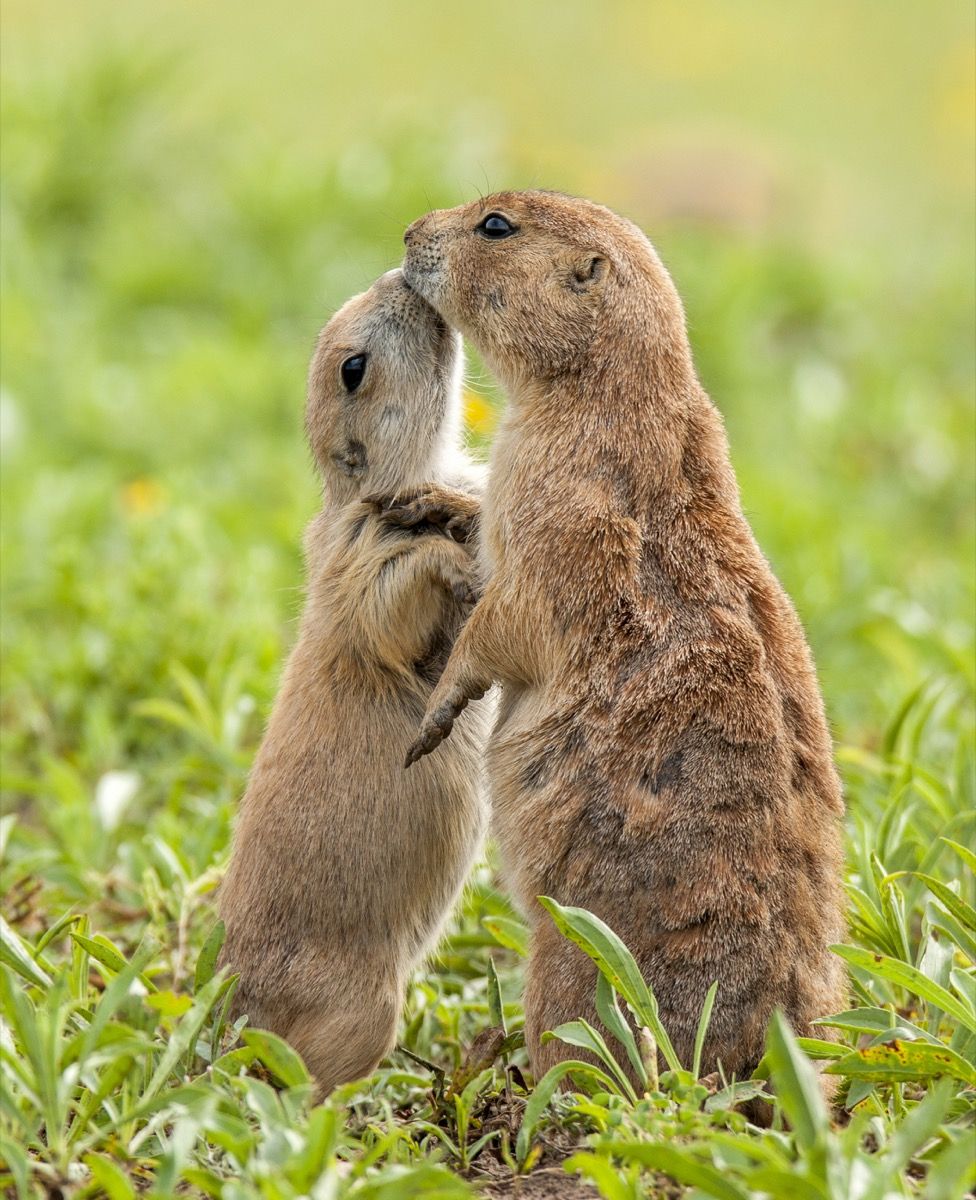 Prairie šunys bučiuojasi žolėje