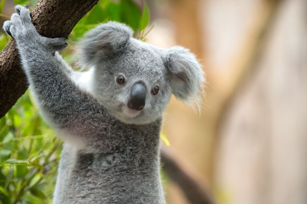 Koala ant medžio