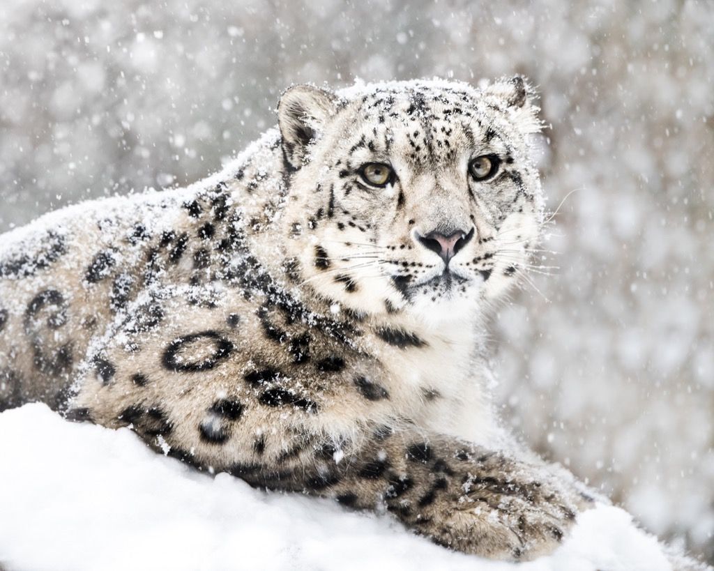 Leopardo blanco