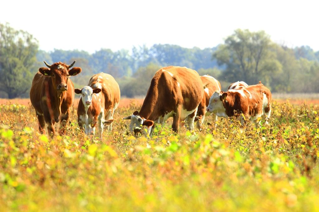 Vacas de ganado vacuno