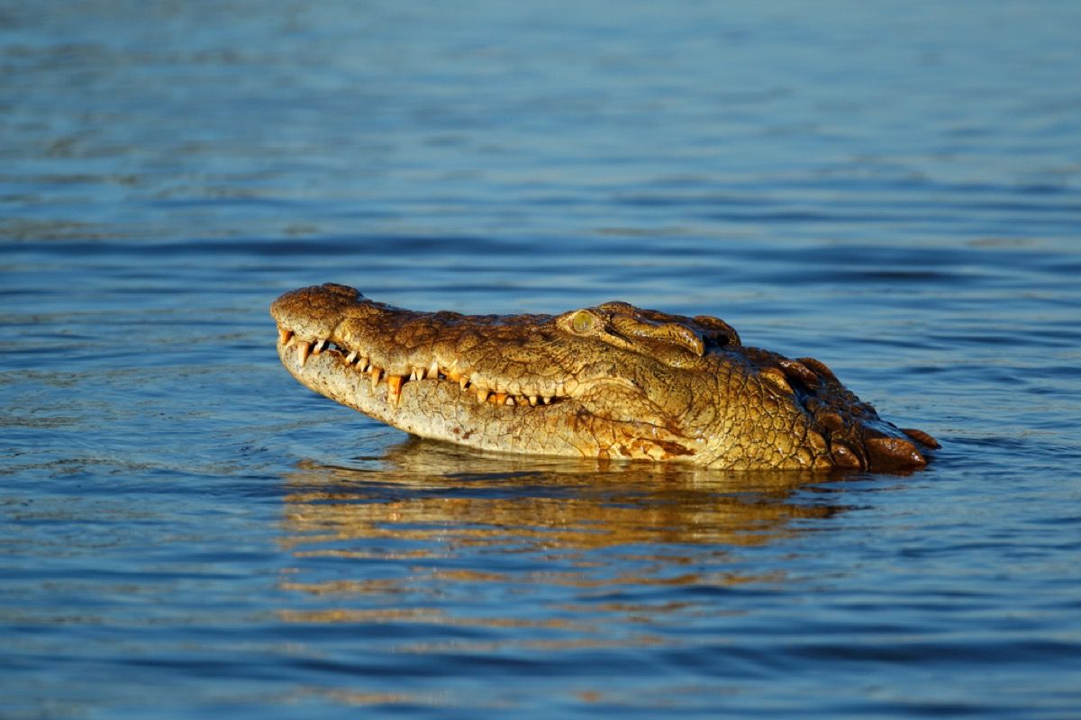 niilin krokotiili vedessä