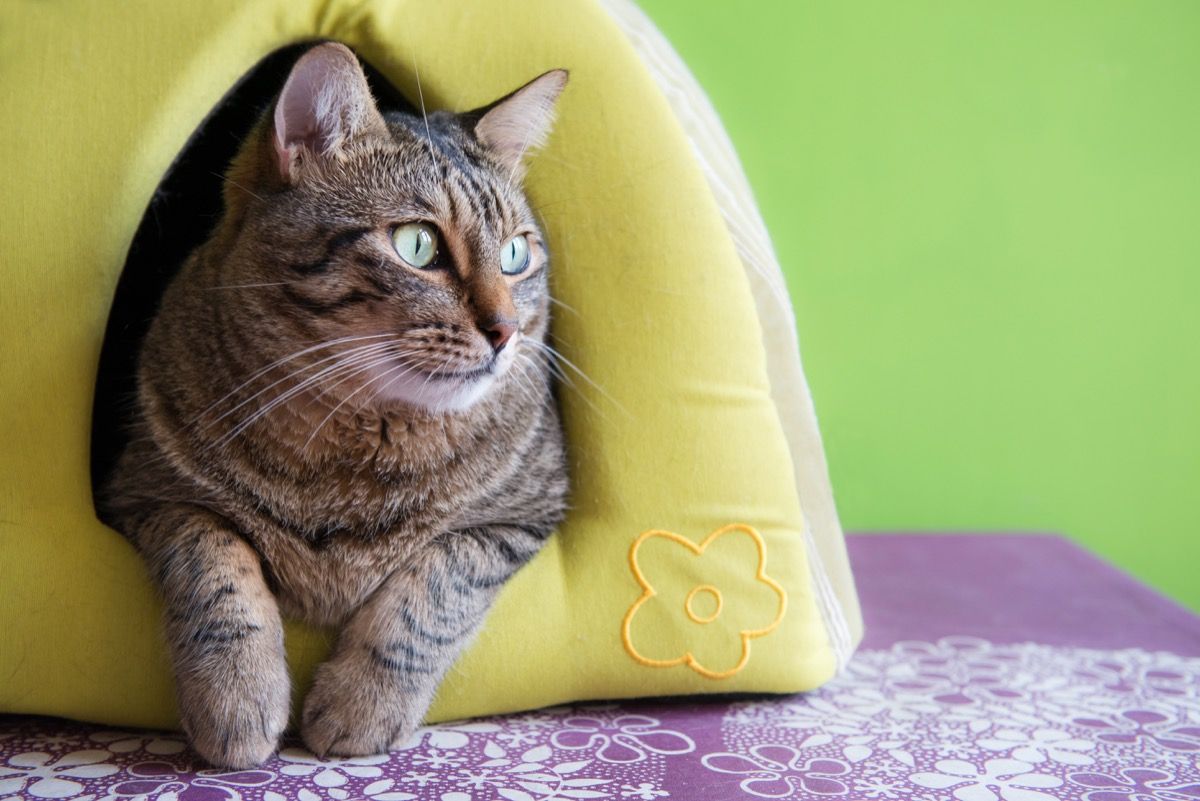 katė kačių namuose laukia šeimininko