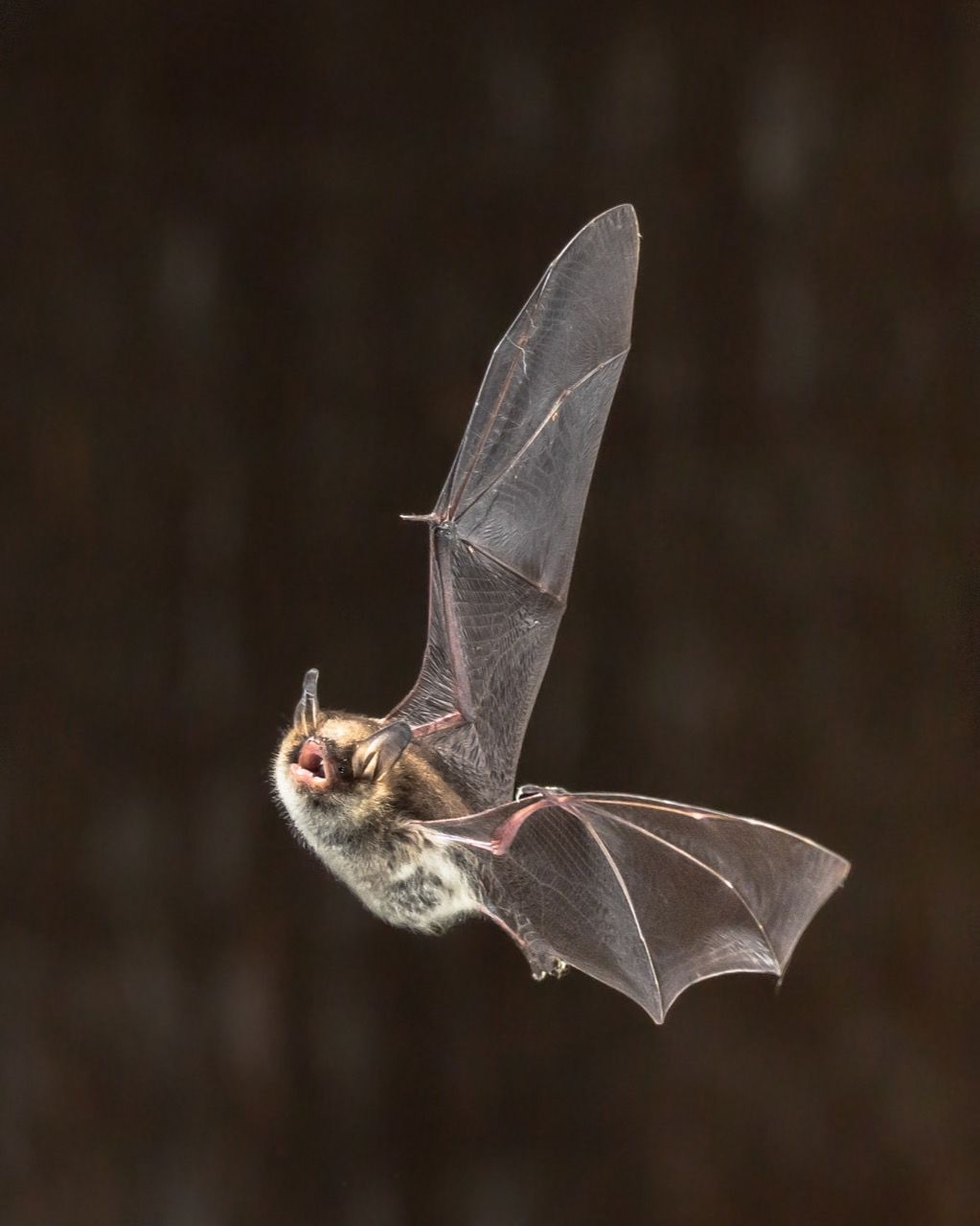 Vampire Bat Bat Tietoja elämästä