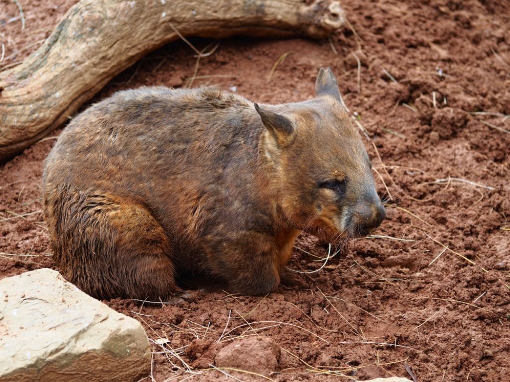 wombat-eläinten tosiasiat