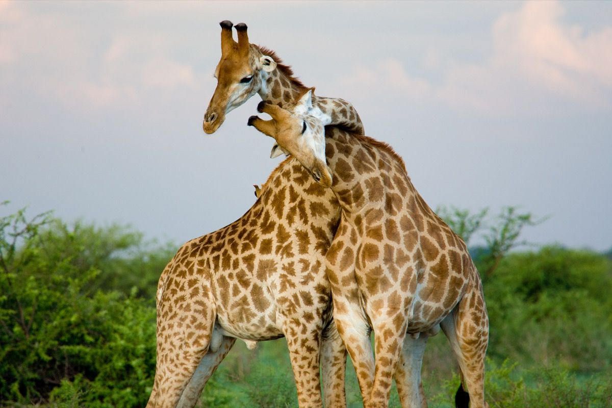 žirafos, įsimylėjusios gyvūnus, įsimylėjusius