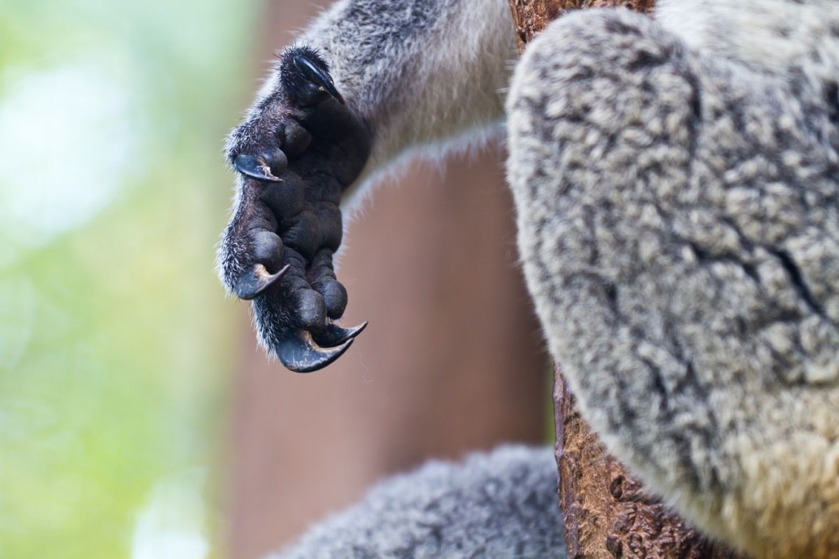 कोआला का हाथ