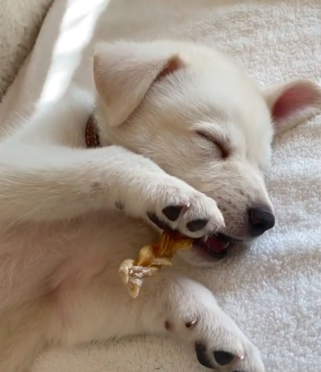 Preslatko novo spasiočko štene Jennifer Aniston ima najrazvrstanije ime