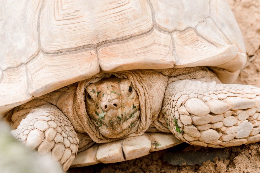 afrikanske ansporede skildpaddedyr fakta