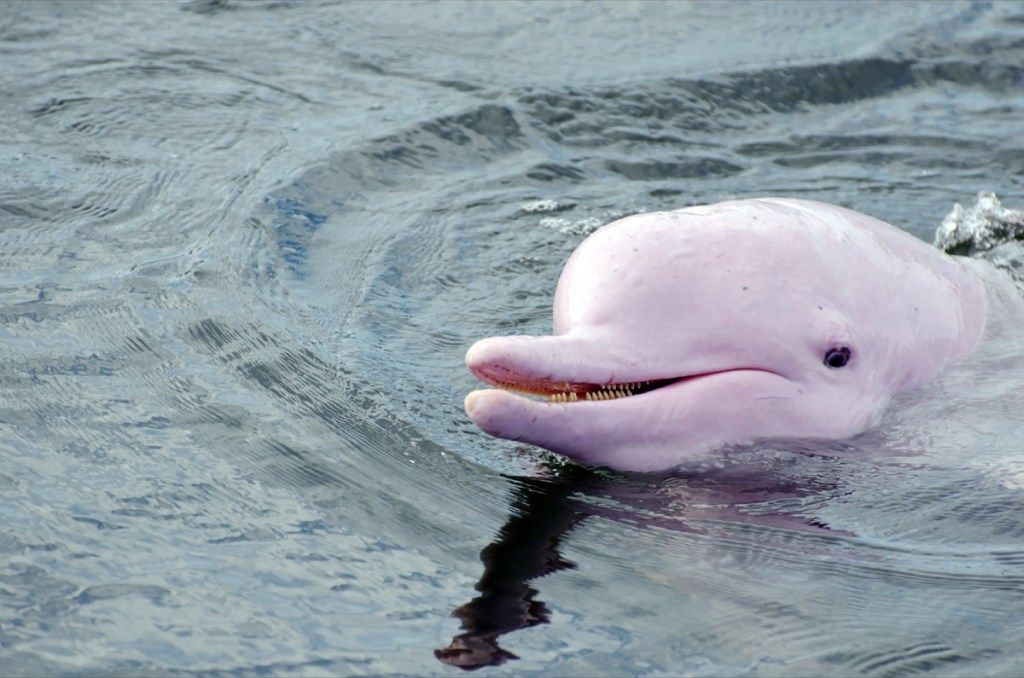 vaaleanpunainen delfiini vedessä