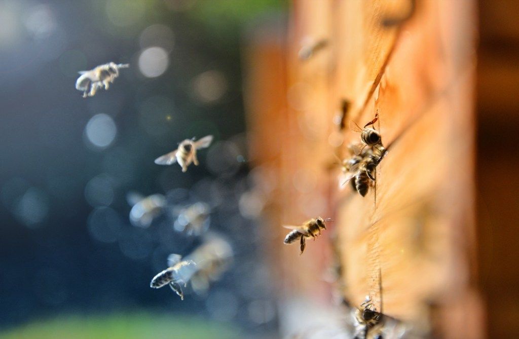 Nærbilde av flyvende bier. Tre bikube og bier, sløret bakgrunn. - Bilde