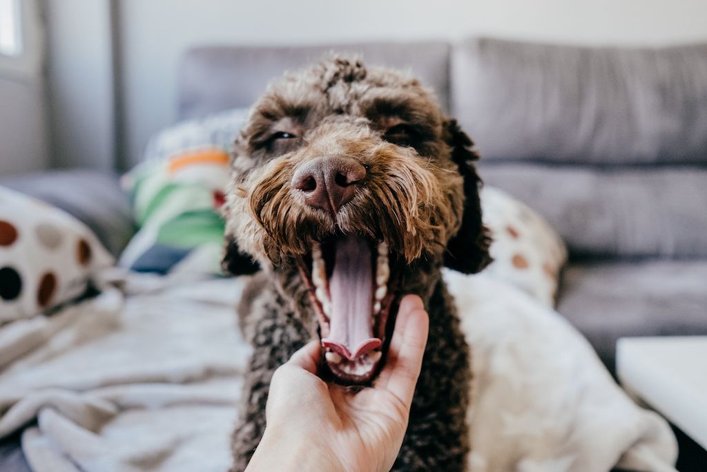 per què el badall és contagiós?