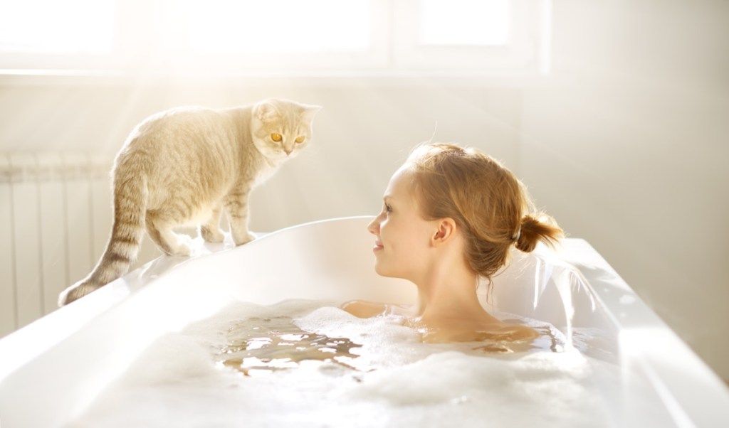แมวโดยอ่างอาบน้ำเรื่องสัตว์เลี้ยงตลก