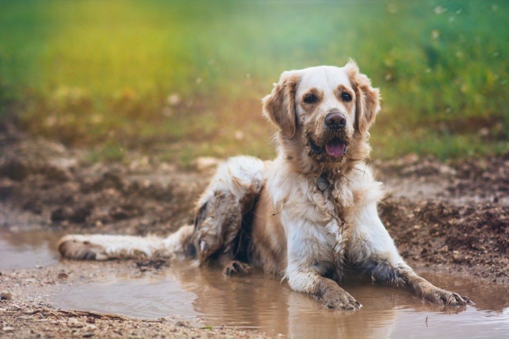 כלב בחוץ בגשם סיפורי חיות מחמד מצחיקים