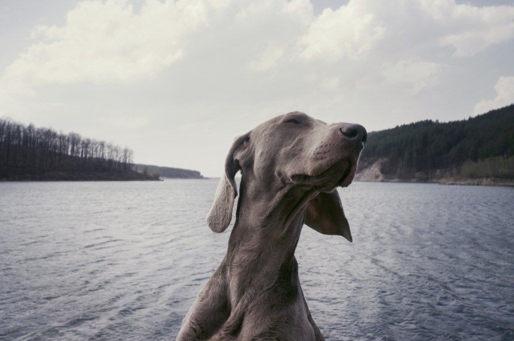 כלב במים סיפורי חיות מחמד מצחיקים